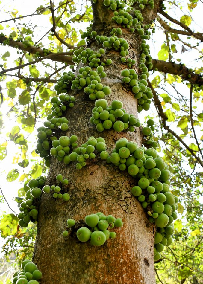 Cây sung (Ficus racemosa)